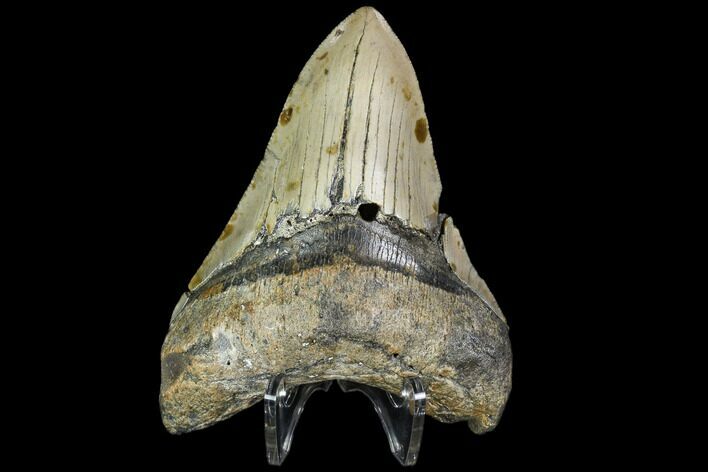 Fossil Megalodon Tooth - North Carolina #105012
